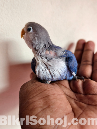 লাভ বার্ড